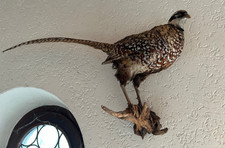 Fasan tierpräparat fasan gebraucht kaufen  Neuburg a.d.Donau