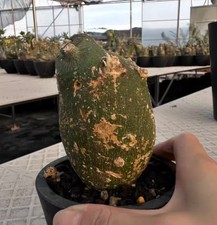 Adenia globosa wysiwyg for sale  Shipping to United Kingdom