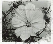 1955 press photo for sale  Memphis
