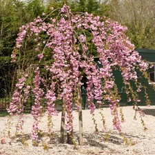 flowering trees for sale flowering trees for sale SOUTHAMPTON