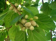 White mulberry tree for sale  Baltimore