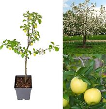 Apple tree malus for sale  GLASGOW
