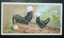 Cartão de aves POLAND Chickens original 1915 FE12   comprar usado  Enviando para Brazil