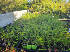 Red cedar seedling for sale  Denver