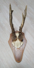 Rehgeweih rehgehörn rehkricke gebraucht kaufen  Wallgau