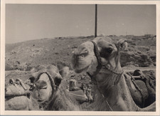 Libya gharyan two d'occasion  Pagny-sur-Moselle