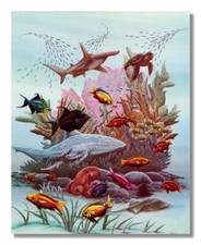Sharks sea turtle for sale  Springdale