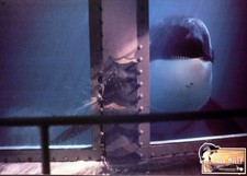 Free willy aushangfoto gebraucht kaufen  Ahlen-Vorhelm