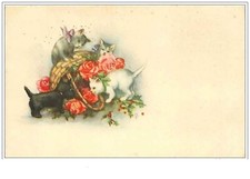 Chats. 1298.chatons chien d'occasion  France