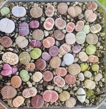 Rare cactus plante d'occasion  Aire-sur-l'Adour
