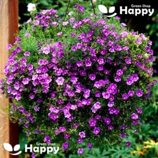 Cupflower purple robe for sale  DONCASTER