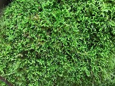 Soil moss gardens for sale  Marysville