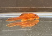 super red bristlenose plecos for sale super red bristlenose plecos for sale Camas
