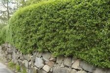 Green privet garden for sale  ALTON