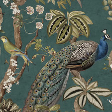 Aqua blue peacock for sale  BURNLEY