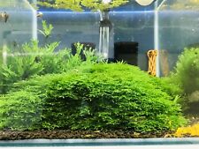Mousse aquarium riccardia d'occasion  Bessines-sur-Gartempe