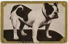 Bulldog Inglês Bib O'Bluff, Cartão Postal Vintage Pedigree para Cachorro comprar usado  Enviando para Brazil