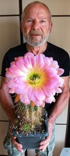Echinopsis trichocereus. lobiv usato  Pomezia