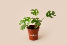 Monstera pertusum live for sale  Columbus