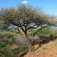 Acacia nilotica seeds for sale  GODALMING