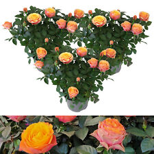 Rose indoor firebird for sale  GLASGOW