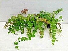 3topf lysimachia nummularia gebraucht kaufen 3topf lysimachia nummularia gebraucht kaufen  Gelsenkirchen
