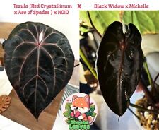 Anthurium noid x for sale  Benicia