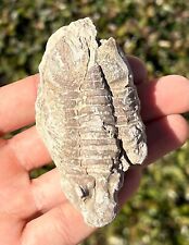 Russia fossil trilobite for sale  Coppell