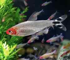 Nariz de rummy Tetra comprar usado  Enviando para Brazil
