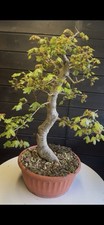 Pre bonsai acero usato  Reggello