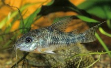Blue leopard corydora for sale  Racine