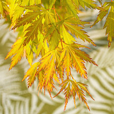 Erable japon acer d'occasion  Gien