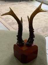 Deer antler mounted for sale  BOAT OF GARTEN