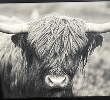 Highland cow wall for sale  Warren