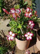 Wüstenrose adenium besum gebraucht kaufen  Pfaffenhofen a.d.Ilm