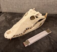 Krokodil schädel 42cm gebraucht kaufen  Dinklage