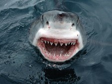 Shark 8x10 glossy for sale  Eau Claire
