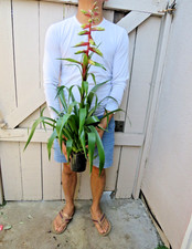 Bromeliad plant for sale  Garden Grove