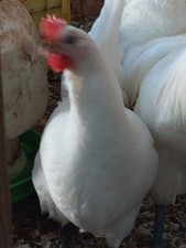 White jersey giant for sale  DOWNPATRICK