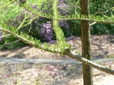 Graines cyprès marais d'occasion  Sabres
