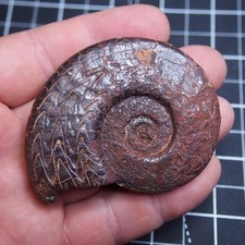 Rara misura 73mm usato  Spedire a Italy