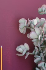 Crassula arborescens succulent for sale  Santa Monica