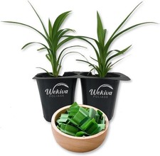 Pandan plant live for sale  USA