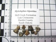 Cretaceous hell creek for sale  WAKEFIELD