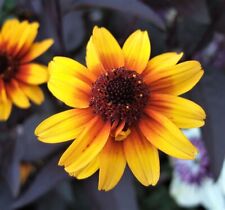 Heliopsis helianthoides burnin for sale  MARCH