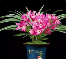 Cymbidium sp. 大花蕙兰 for sale  Chicago