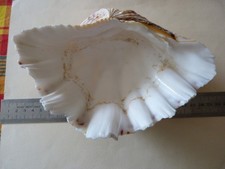 Coquillage bénitier vide d'occasion  Saint-Aubin-sur-Mer