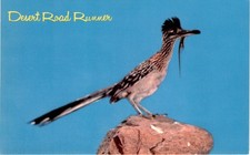 Usado, Cartão postal Desert Road Runner, Phoenix, Arizona, Petley Studios, Bill Bass, Van comprar usado  Enviando para Brazil