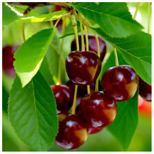 Early rivers cherry for sale  NEWTOWNARDS