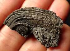 Detailed crinoid head for sale  BRISTOL